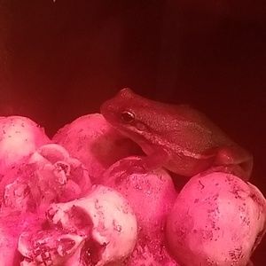 Meet your Posher, Diane